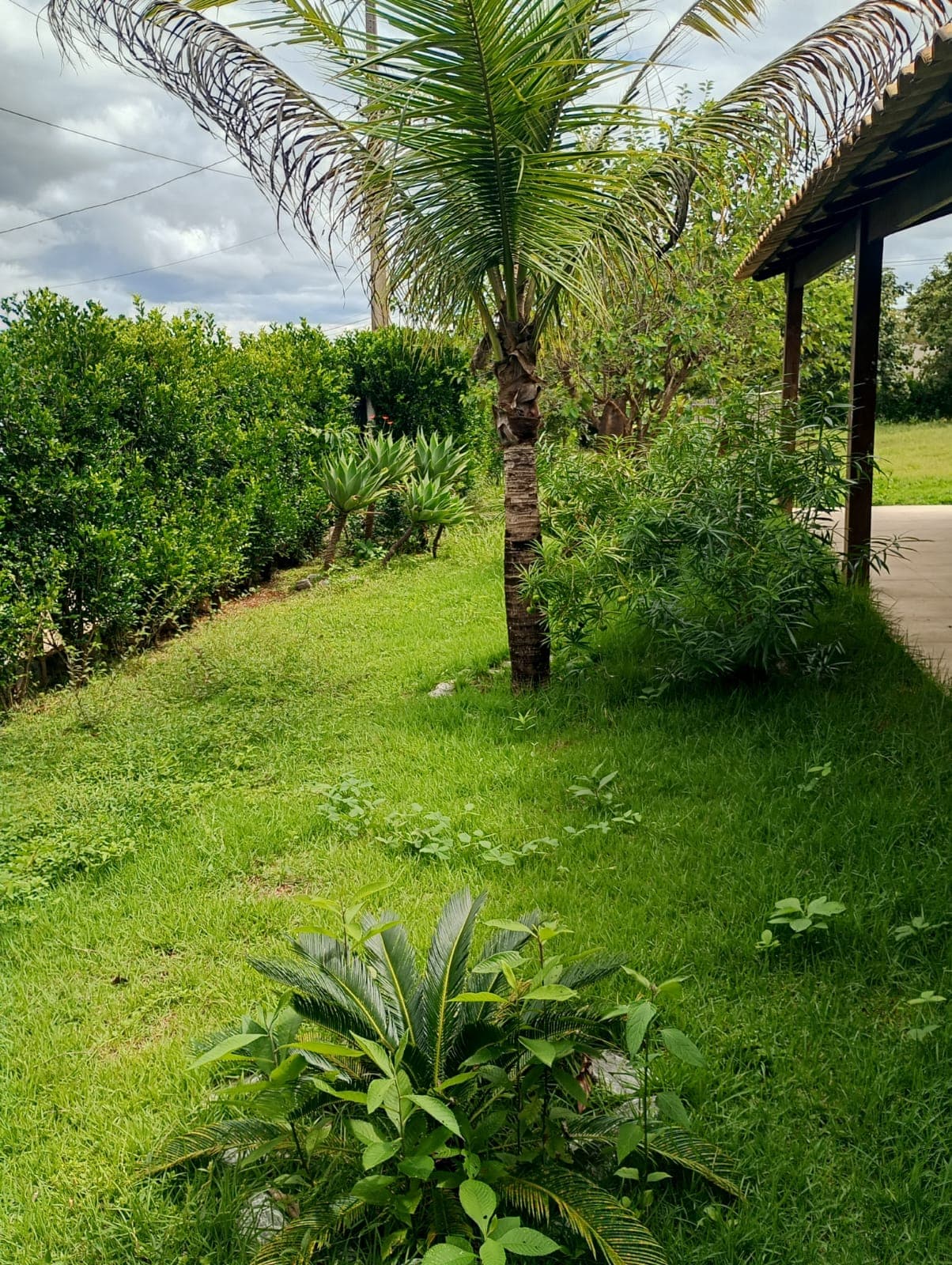 Corte de Grama Completo - Antes