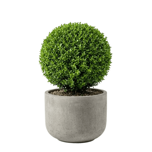 Planta decorativa
